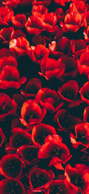 Red Tulips, Flower garden, Red flowers, Red aesthetic