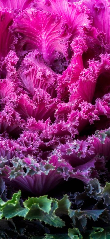 Ornamental Kale, Pink leaves, Ornamental cabbage, Plant, 5K