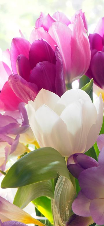 Tulips, Crocus flowers, Colorful, Bouquet, 5K