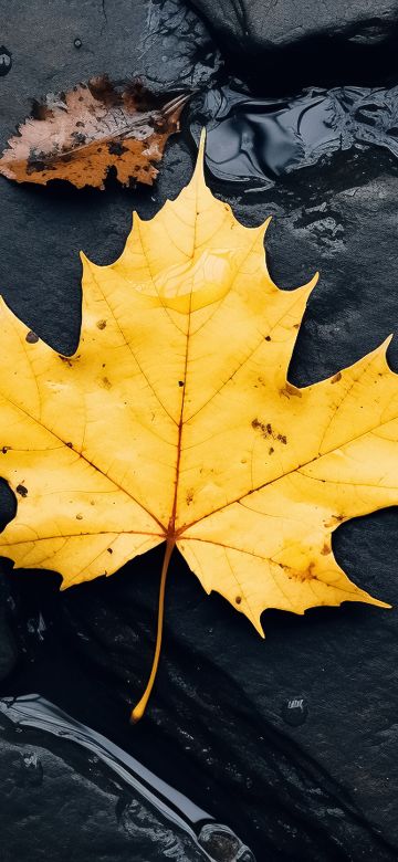 Maple leaf, Black rocks, Water Stream, 5K