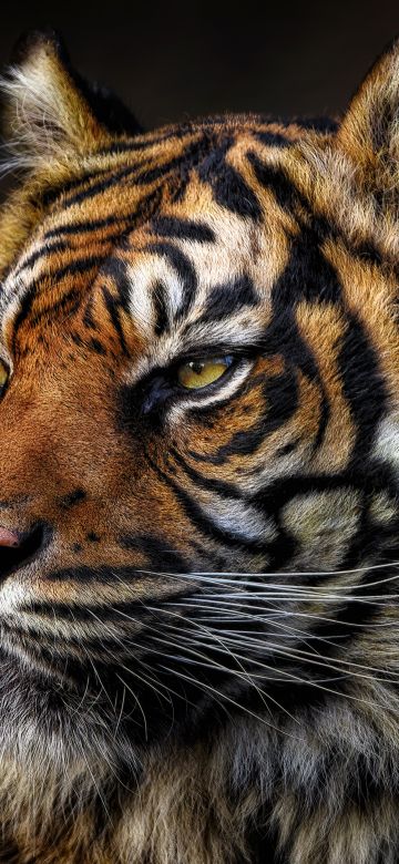 Tiger face, Majestic, Wild animal, Closeup, 5K, 8K