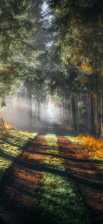 Forest, Walkway, Sunlight, Sunbeam, Morning fog, Sun rays, 5K