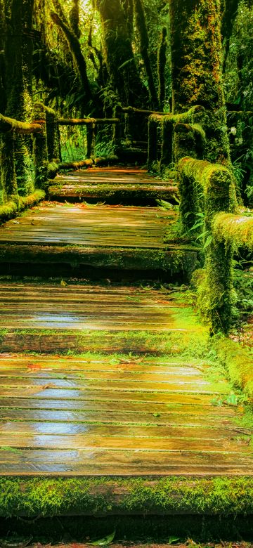 Wooden bridge, Rainforest, Green, Wild, Sunlight, 5K