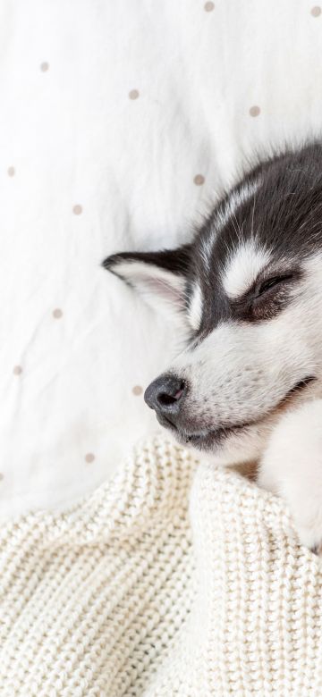 Siberian Husky, Teddy bear, Breed Dog, Adorable, Sleeping, 5K, Blanket, Cozy, Warm, White aesthetic