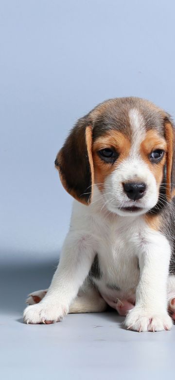 Beagle puppy, Breed Dog, Sad dog, Adorable, Blue background, 5K