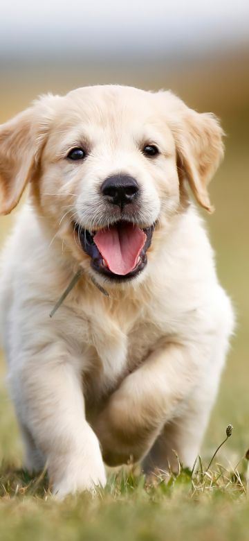 Golden Retriever, Puppy, Running, 5K, Field, Labrador puppy