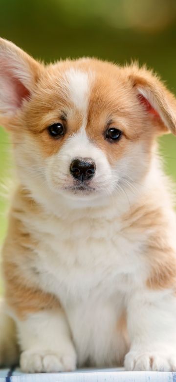 Corgi puppy, Happy, Pet dog, Adorable, Fluffy dog, 5K