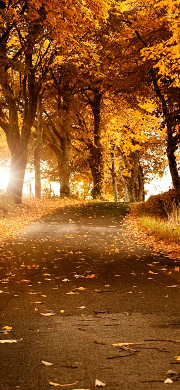 Fall, Scenery, Roadway, Foliage, Sunlight, 5K, Autumn trees, Sweden