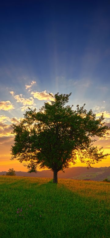 Swiss Plateau, Lone tree, Sunset, Switzerland, Landscape, 5K