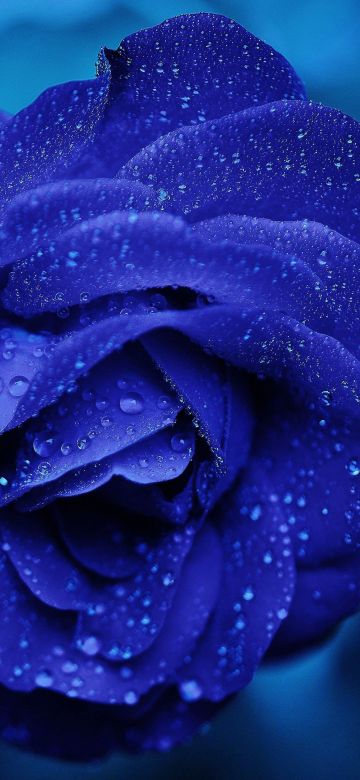 Blue rose, Water drops, Blue aesthetic, Serene, 5K