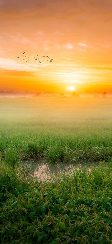 Sunrise, Paddy fields, Landscape, Countryside, Agriculture, Morning, Scenic