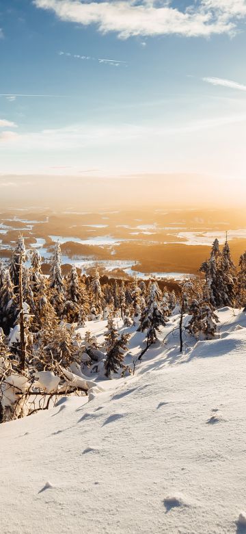 Winter, Landscape, Pine trees, Frosted trees, Sunny day, Snow, 5K