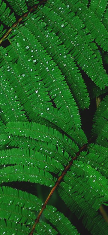 Plant, Leaves, Branches, Rain droplets, Dew Drops, Rain drops, Green, 5K