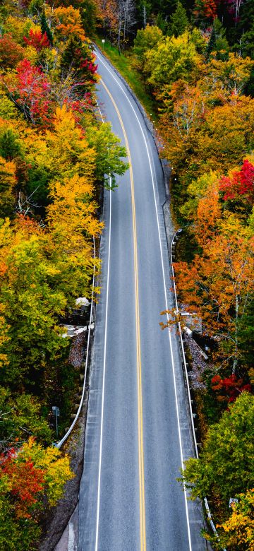 Autumn, Landscape, Road, Maple trees, Fall Colors, USA, Country road, 5K