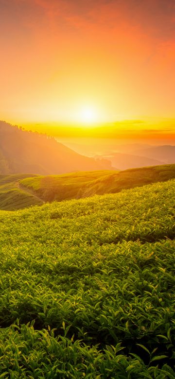 Tea form, Cameron Highlands, Sunrise, Landscape, Hills, Agriculture, Malaysia, Aesthetic, 5K