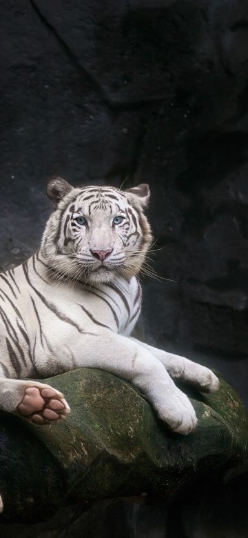 White Bengal Tiger, 5K, Zoo, Cave, White tiger, Wild