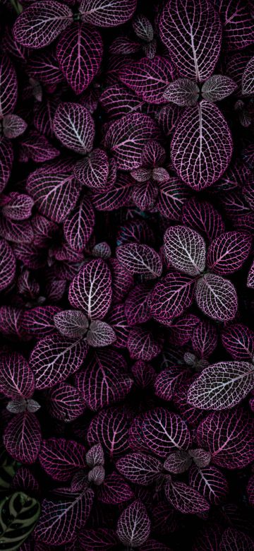 Purple leaves, Plant, Floral, Pattern