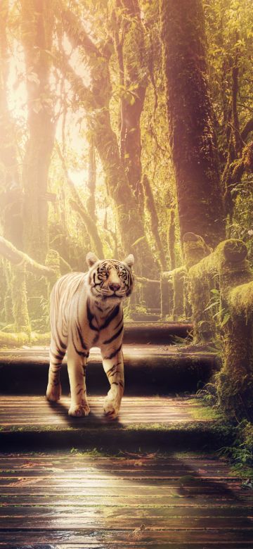 White tiger, Wooden stairs, Forest, Jungle, Green Trees, Sunlight, Wooden Planks, 5K