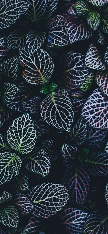 Leaves, Plant, Botanical garden, Pattern