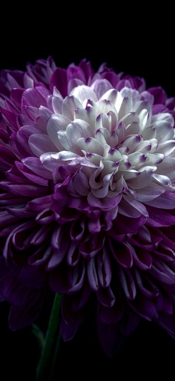 Chrysanthemum, Purple Flower, 5K, Black background, 8K, AMOLED