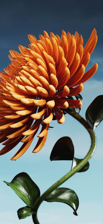 Orange flower, Bloom, Digital flower, 5k, Blue Sky