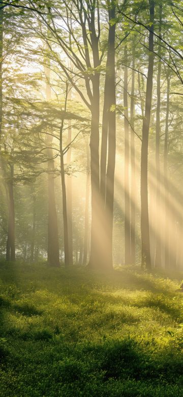 Thick forest, Sunlight, Scenic, 5K, Sun rays, Green Forest