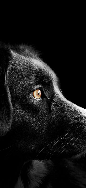 Black dog, Cute puppies, Black background, Dark, AMOLED, 5K