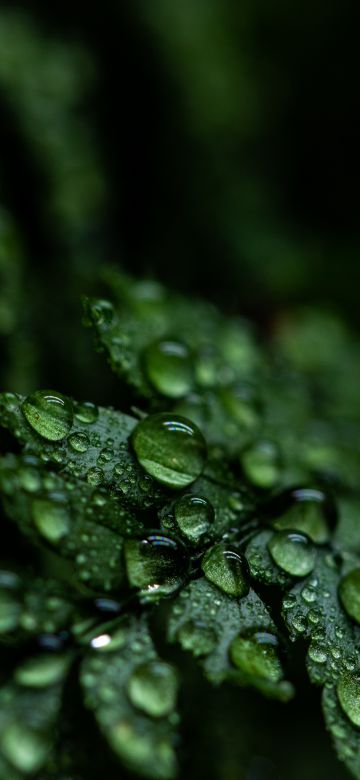 Leaves, Rain drops, Dark, Plant, Droplets, 5K