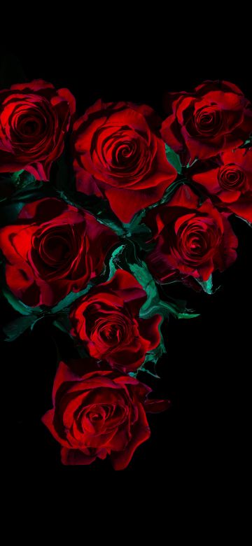 Red Roses, Flower bouquet, Black background, 5K, 8K, Dark red