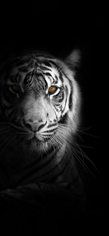 White tiger, Dark aesthetic, Bengal Tiger, Black background, 5K