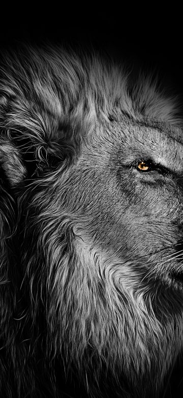 Lion, African, Black background, 5K