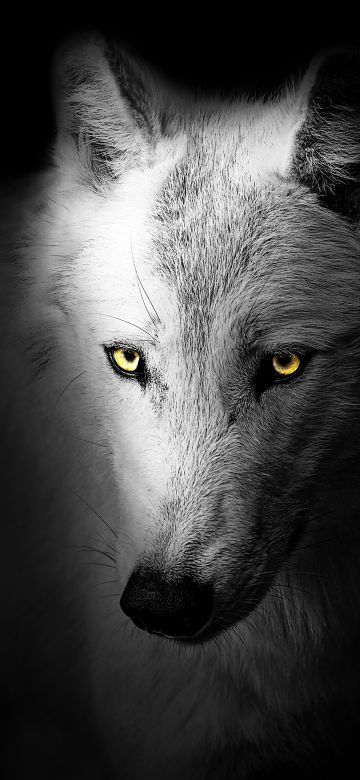 Wolf, Black background, Wild, 5K