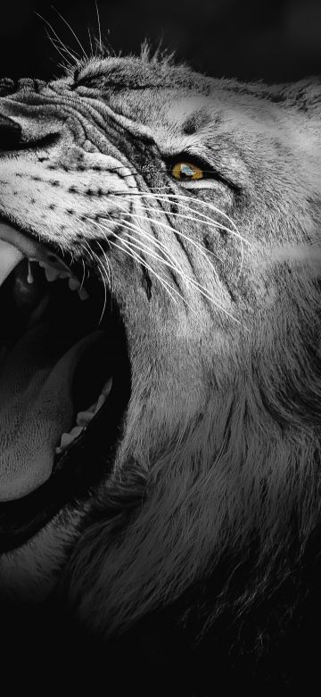 Lion, Monochrome, Roaring, African, Predator, 5K, Black and White