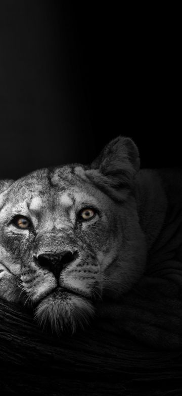 Lioness, African, Predator, Wild, 5K, Dark background, Monochrome, Black and White