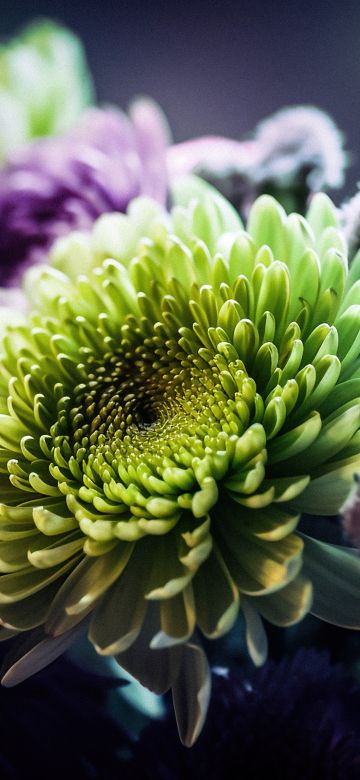 Chrysanthemum flowers, Macro, Floral Background, Closeup Photography