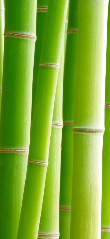 Bamboo, Trees, Green background