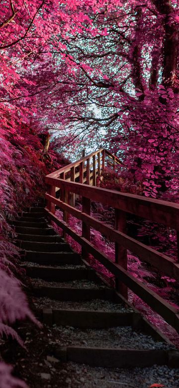 Wooden stairs, Pink aesthetic, Outdoor, Spring, Infrared Photography, 5K