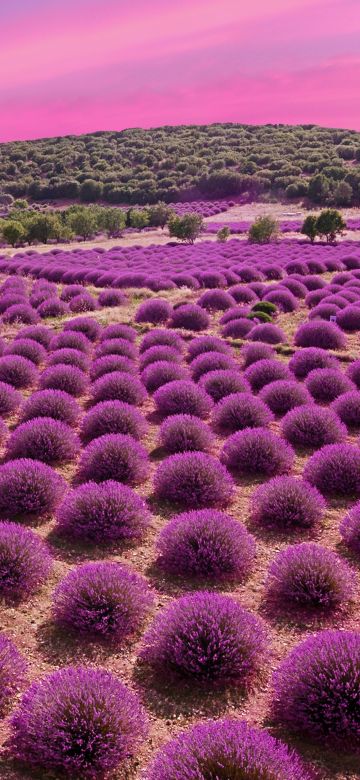 Lavender fields, Landscape, Pink sky, Garden, Blossom