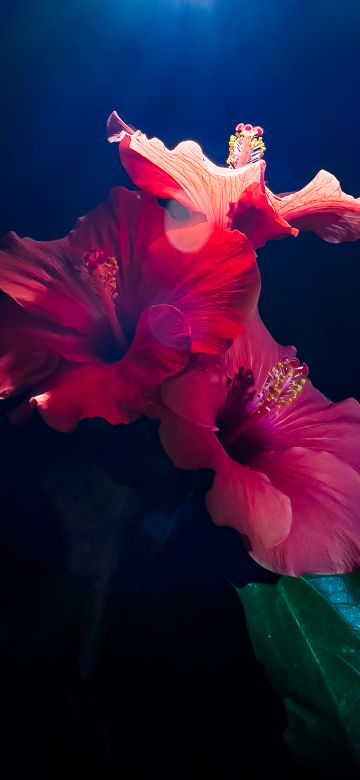 Hibiscus flowers, 5K, Red flowers, Dark background