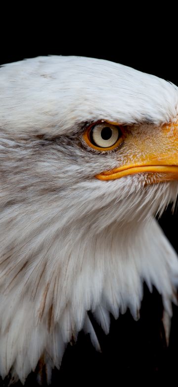 Bald eagle, 8K, Bird of prey, Raptor, National bird, Black background, 5K, AMOLED