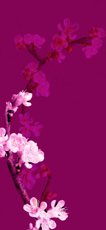 Cherry blossom, Plum Velvet, Floral, Purple aesthetic, 5K, 8K, Minimalist