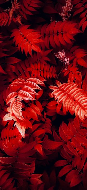 Red leaves, Foliage, Closeup Photography, Red aesthetic