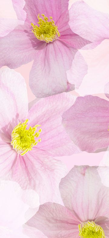 Spring flowers, Blossom, Aster flower, Pattern, Floral Background, Pink flowers, 5K