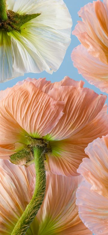 Poppy flowers, 5K, Orange flowers, Blue background