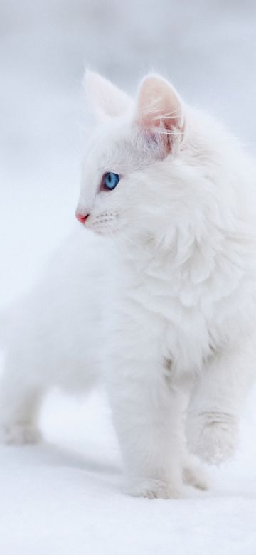 Kitten, White aesthetic, Blue eyes, Snow, 5K