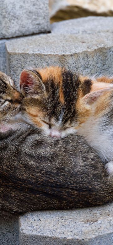 Sleeping, Kittens, 5K