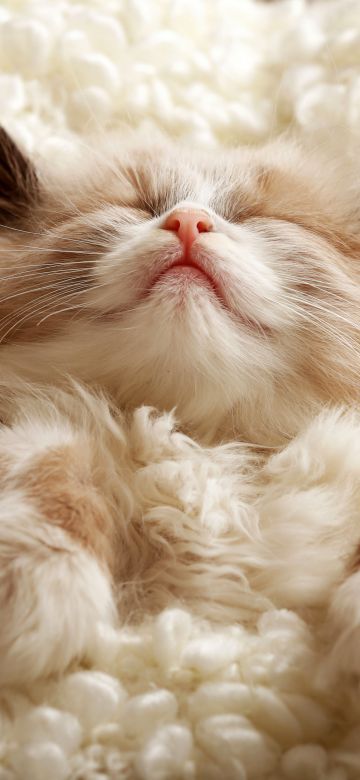 Fluffy, Cute Kitten, Furry, Cozy, Adorable, Sleeping, 5K