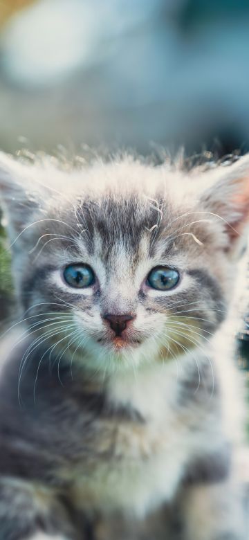 Kitten, Closeup, 5K, Bokeh Background