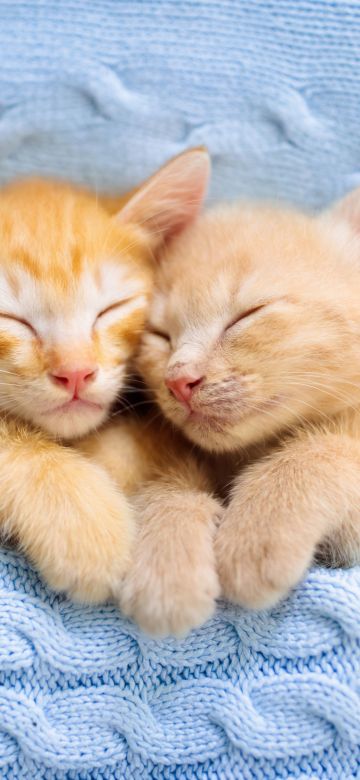 Cute Kittens, Sleeping, Together, 5K, Adorable