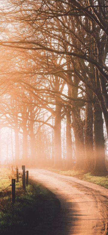 Autumn, Dirt road, Sunlight, Morning, Foggy, Forest, Path